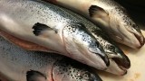 Thông báo về việc tăng giá Cá hồi Nauy nhập khẩu tươi 